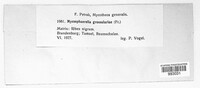 Mycosphaerella ribis image
